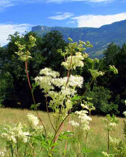 Meadowsweet has aromatic, dark green leaves with greyish-white undersides.